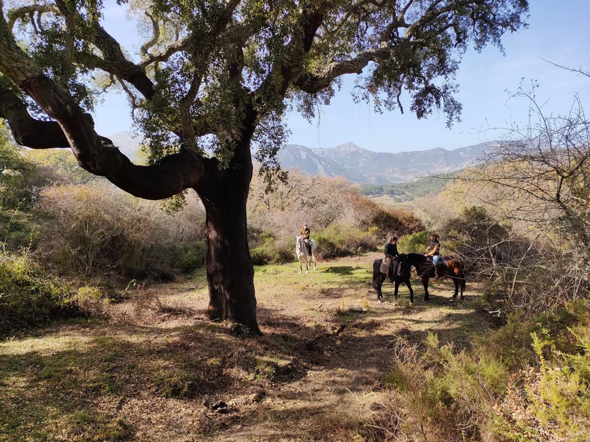 Cabana Rustica En Un Rancho Con Caballos, Prado Del Rey, Andalucia Exterior photo