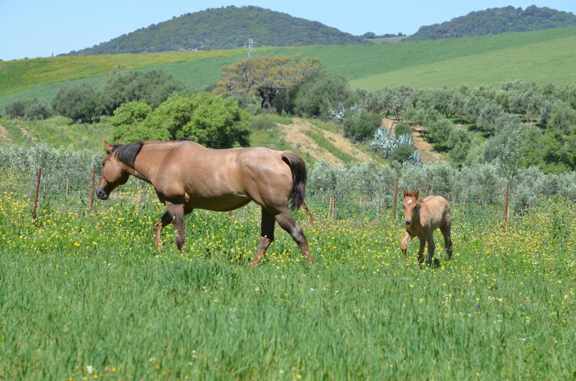Cabana Rustica En Un Rancho Con Caballos, Prado Del Rey, Andalucia Exterior photo